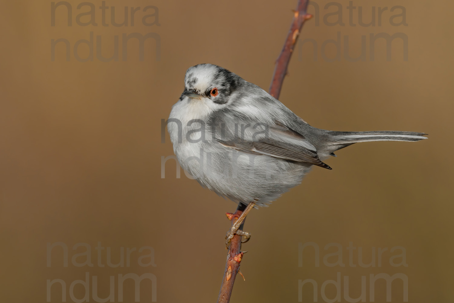 Foto di Occhiocotto (Sylvia melanocephala)