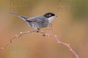 Foto di Occhiocotto (Sylvia melanocephala)