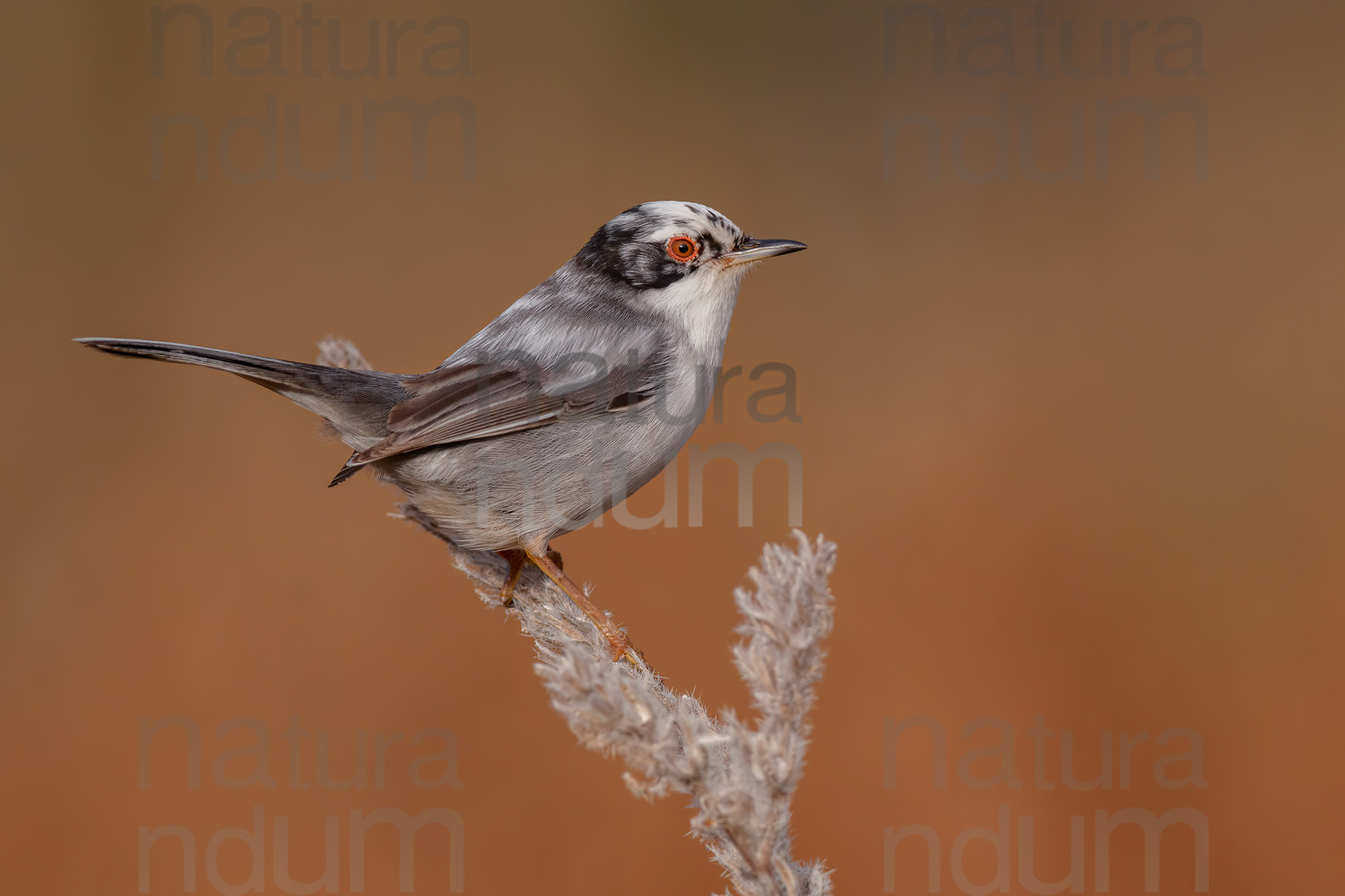 Foto di Occhiocotto (Sylvia melanocephala)