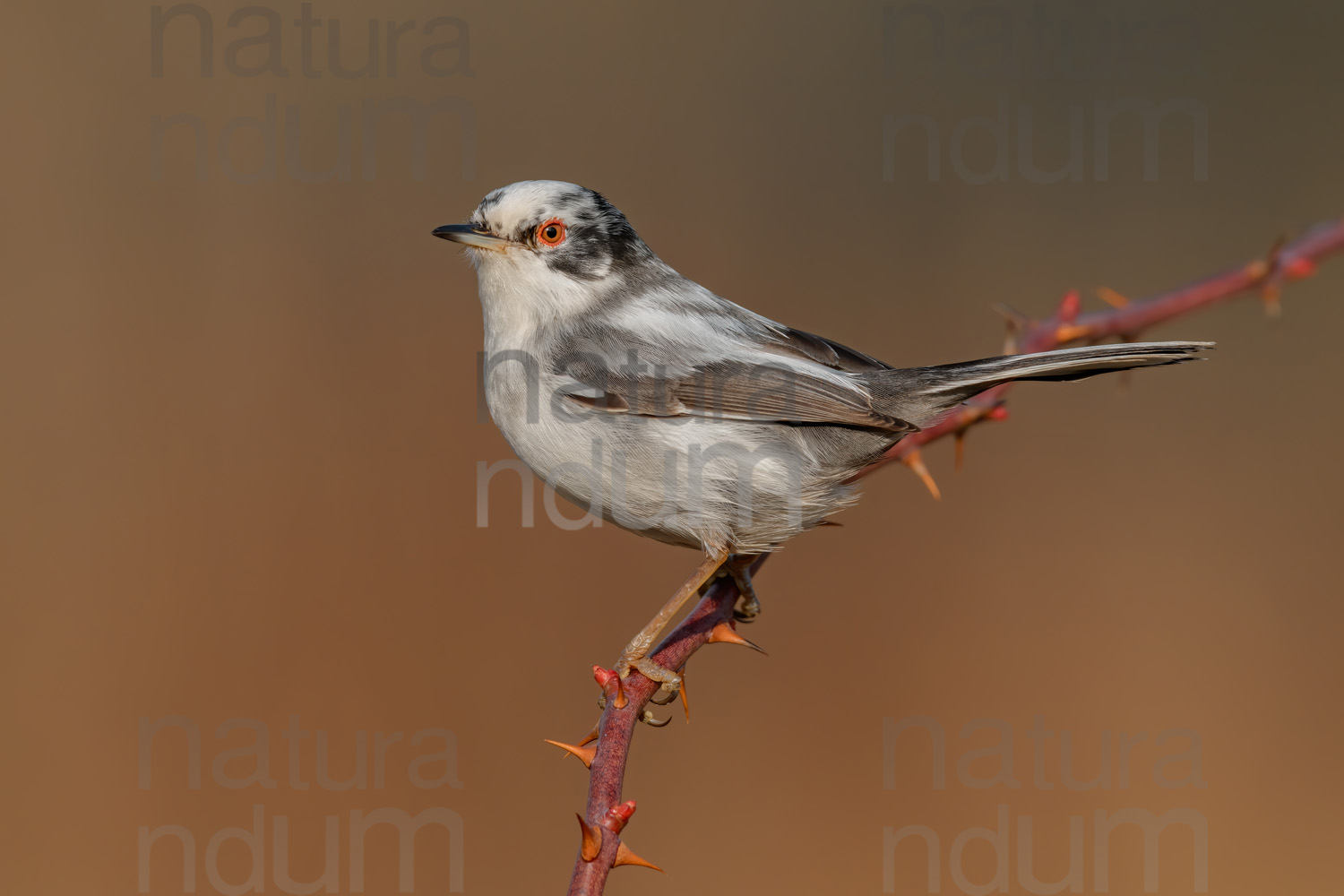 Foto di Occhiocotto (Sylvia melanocephala)