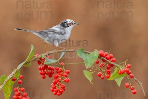 Foto di Occhiocotto (Sylvia melanocephala)