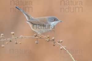 Foto di Occhiocotto (Sylvia melanocephala)