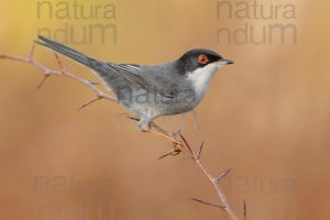 Photos of Sardinian Warbler (Sylvia melanocephala)