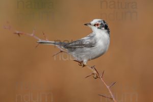 Photos of Sardinian Warbler (Sylvia melanocephala)