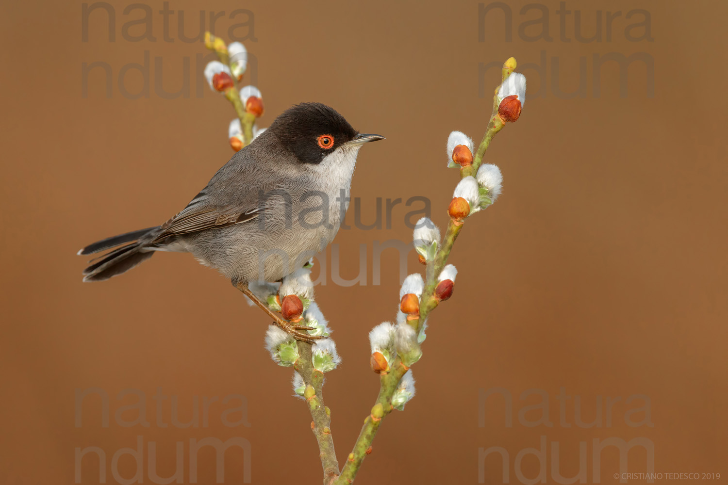 Foto di Occhiocotto (Sylvia melanocephala)