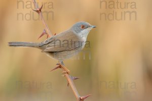 Foto di Occhiocotto (Sylvia melanocephala)