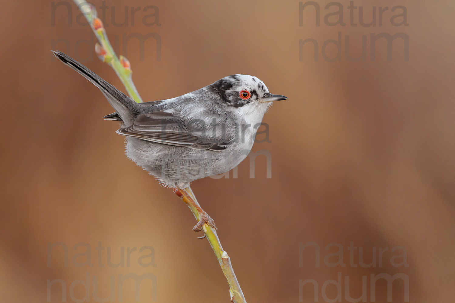 Foto di Occhiocotto (Sylvia melanocephala)