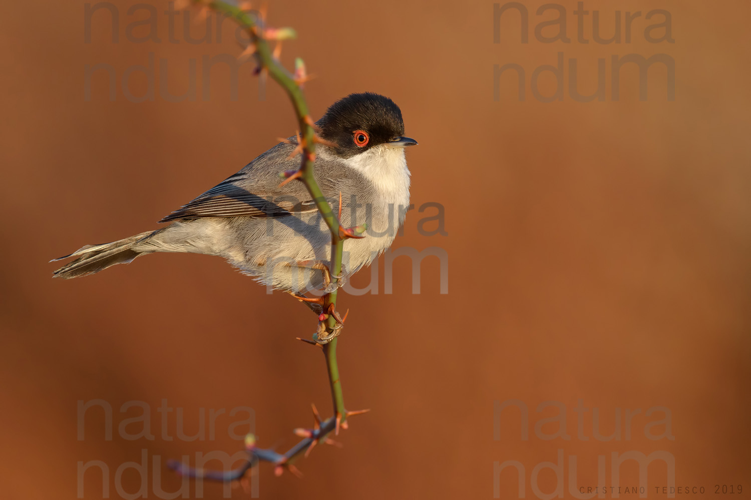 Foto di Occhiocotto (Sylvia melanocephala)