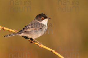 Photos of Sardinian Warbler (Sylvia melanocephala)