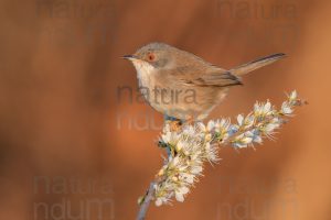 Foto di Occhiocotto (Sylvia melanocephala)