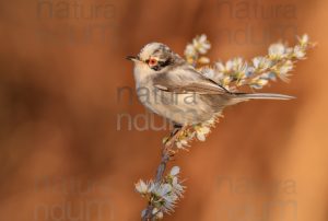 Foto di Occhiocotto (Sylvia melanocephala)