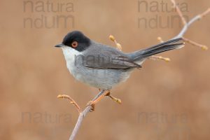 Photos of Sardinian Warbler (Sylvia melanocephala)