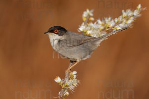 Photos of Sardinian Warbler (Sylvia melanocephala)