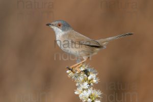 Photos of Sardinian Warbler (Sylvia melanocephala)