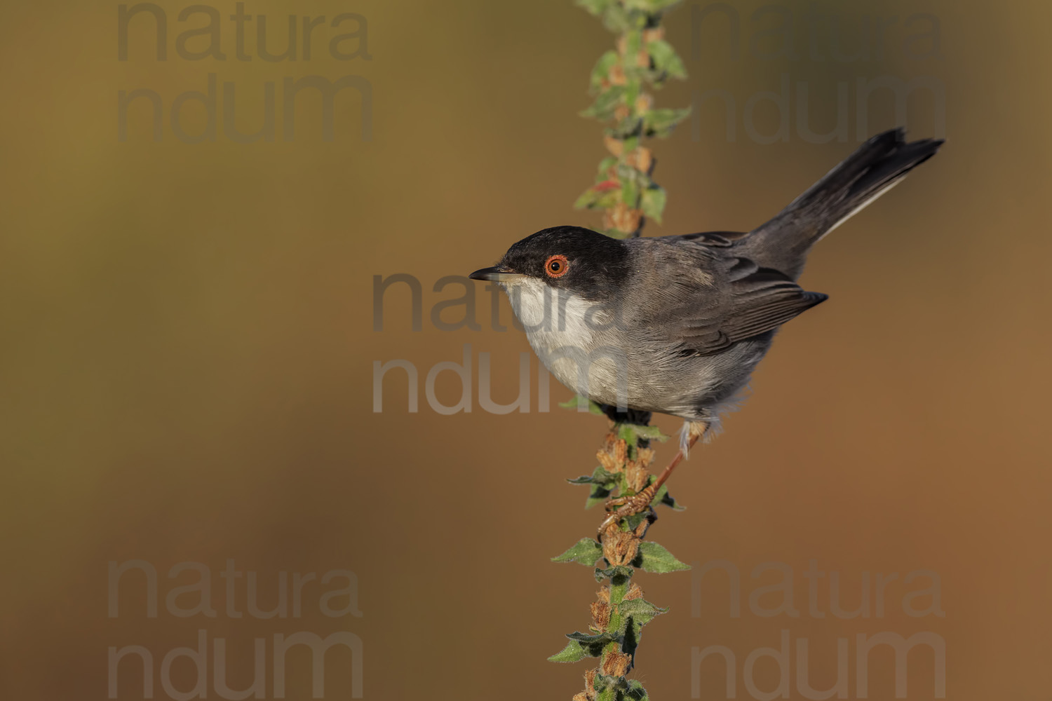 Foto di Occhiocotto (Sylvia melanocephala)