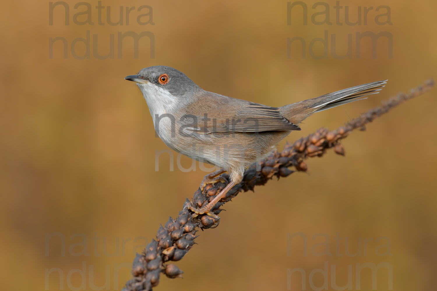 Foto di Occhiocotto (Sylvia melanocephala)