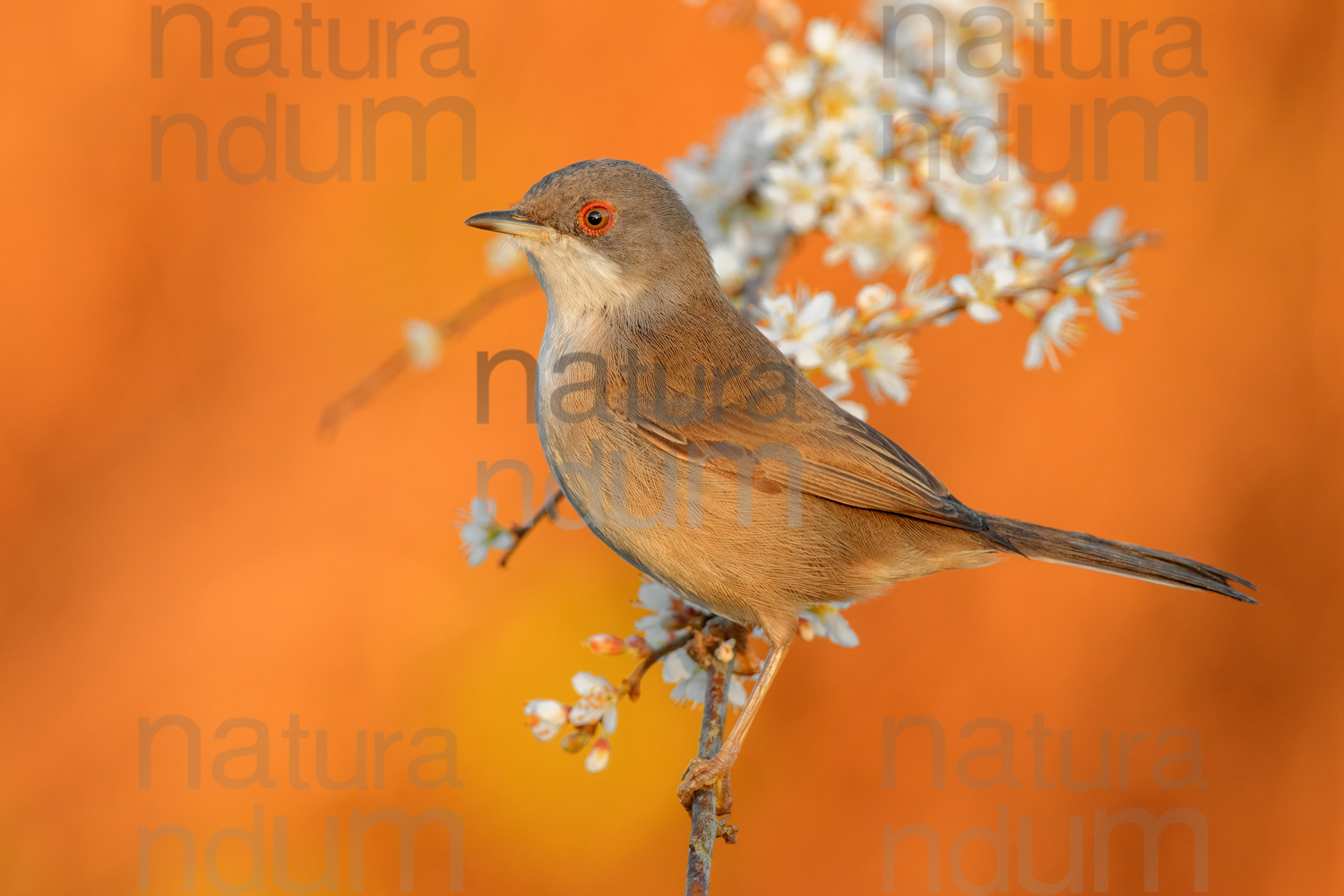 Foto di Occhiocotto (Sylvia melanocephala)