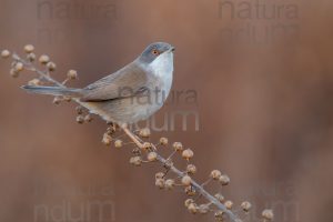 Foto di Occhiocotto (Sylvia melanocephala)