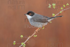 Foto di Occhiocotto (Sylvia melanocephala)