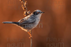 Foto di Occhiocotto (Sylvia melanocephala)