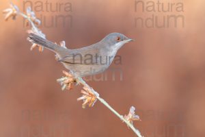 Foto di Occhiocotto (Sylvia melanocephala)