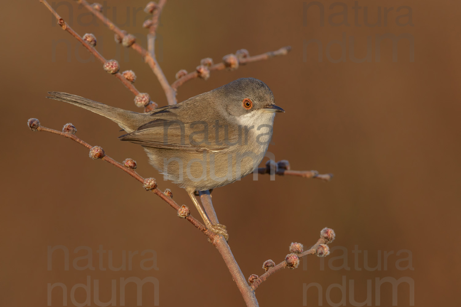 Foto di Occhiocotto (Sylvia melanocephala)