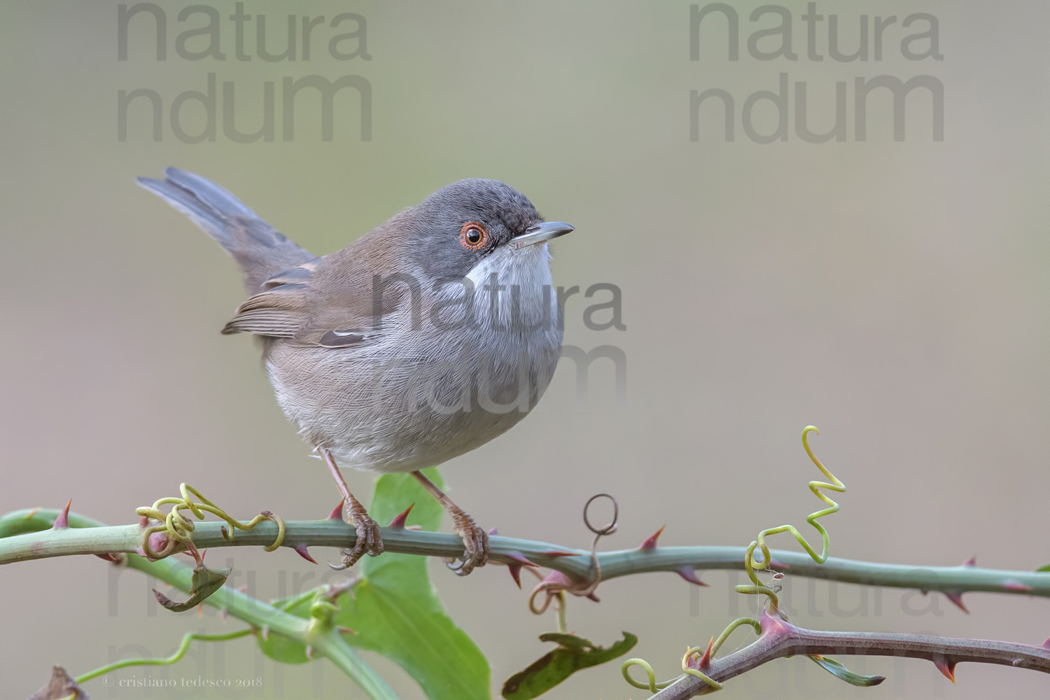 Foto di Occhiocotto (Sylvia melanocephala)