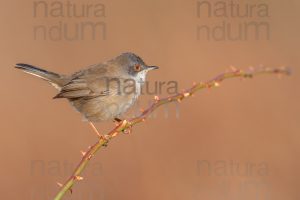 Foto di Occhiocotto (Sylvia melanocephala)