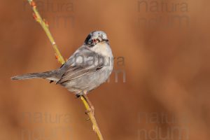 Foto di Occhiocotto (Sylvia melanocephala)