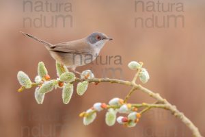 Foto di Occhiocotto (Sylvia melanocephala)