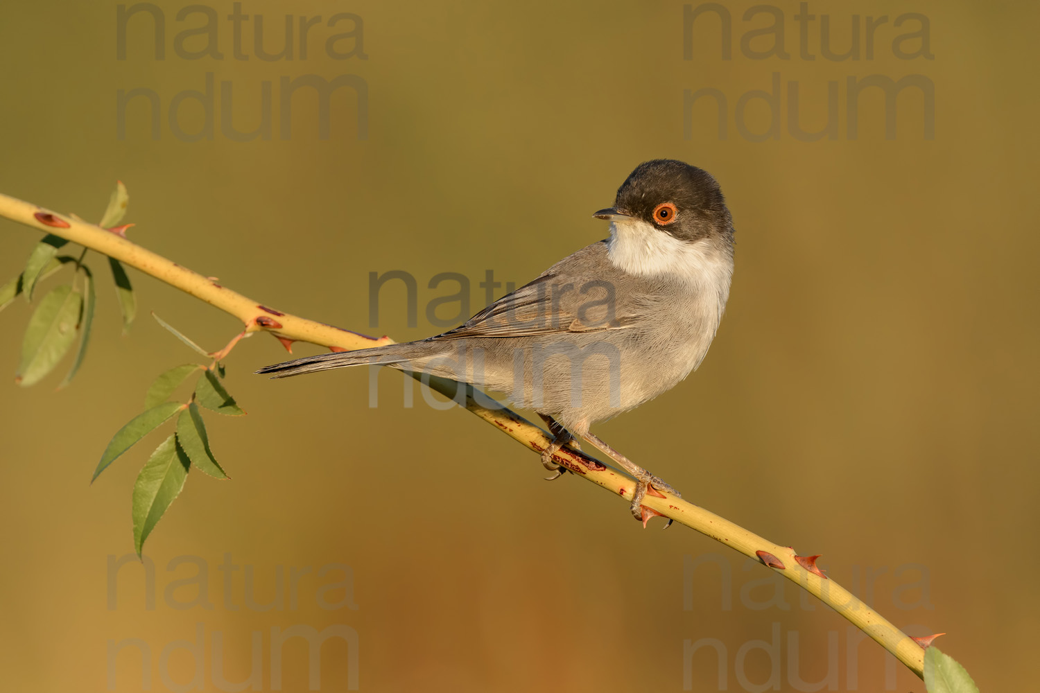 Photos of Sardinian Warbler (Sylvia melanocephala)