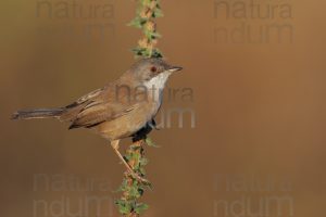 Photos of Sardinian Warbler (Sylvia melanocephala)