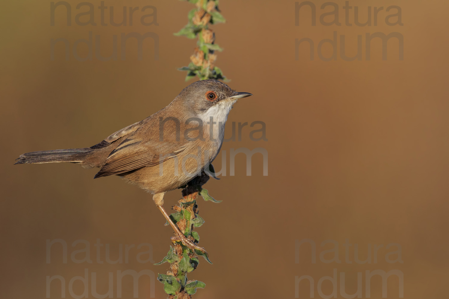 Foto di Occhiocotto (Sylvia melanocephala)