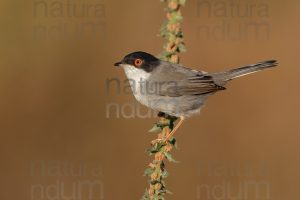 Foto di Occhiocotto (Sylvia melanocephala)