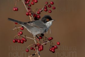 Photos of Sardinian Warbler (Sylvia melanocephala)