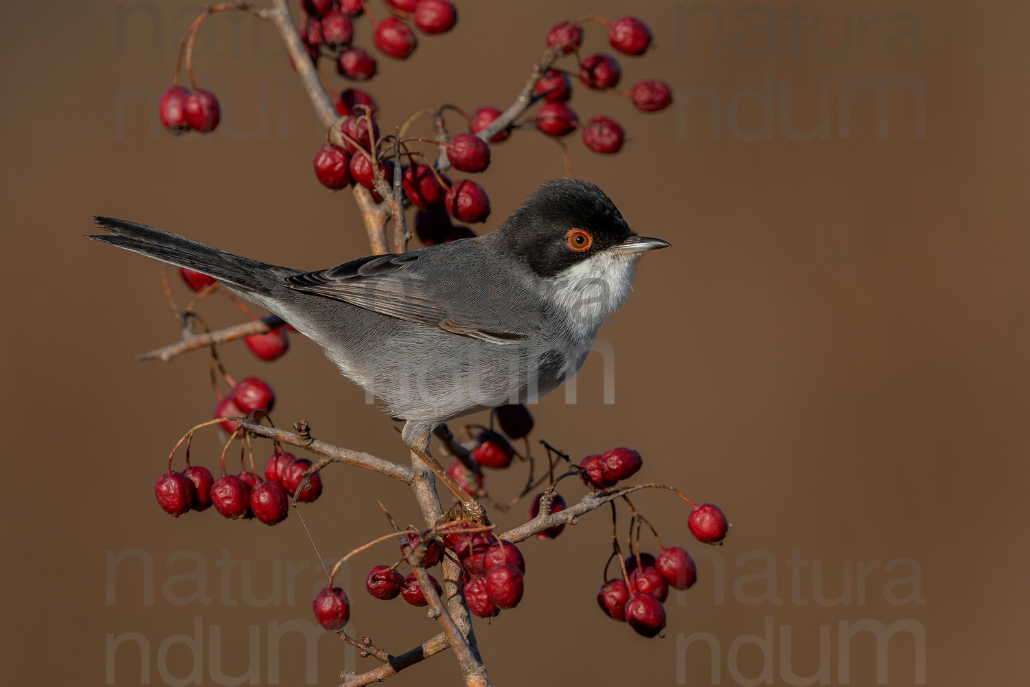 Foto di Occhiocotto (Sylvia melanocephala)