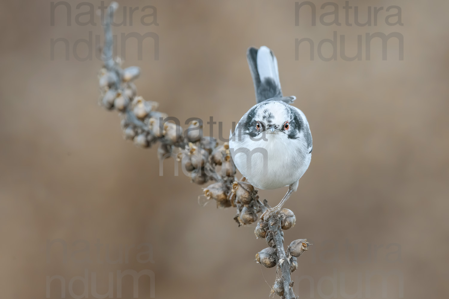 Foto di Occhiocotto (Sylvia melanocephala)