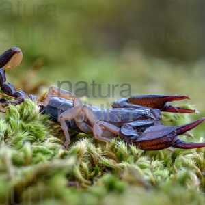 Foto di Scorpione (Euscorpius italicus)