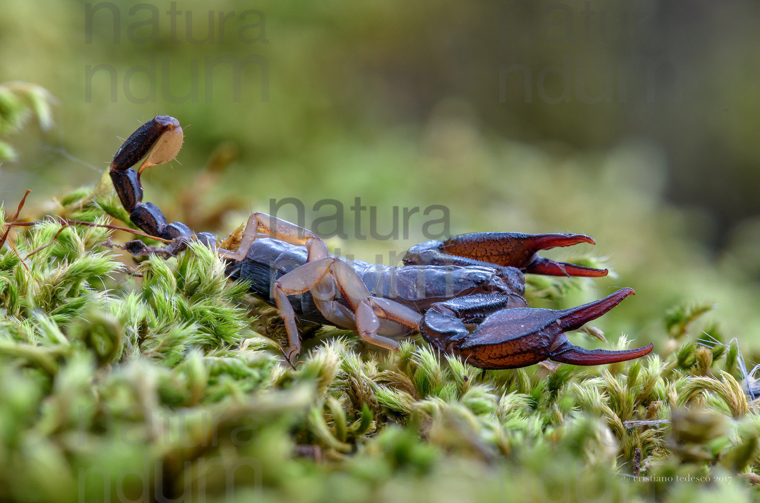 Foto di Scorpione (Euscorpius italicus)