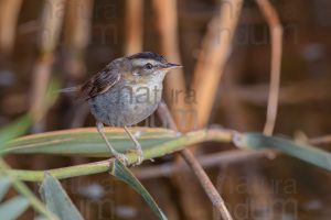 Foto di Forapaglie (Acrocephalus schoenobaenus)