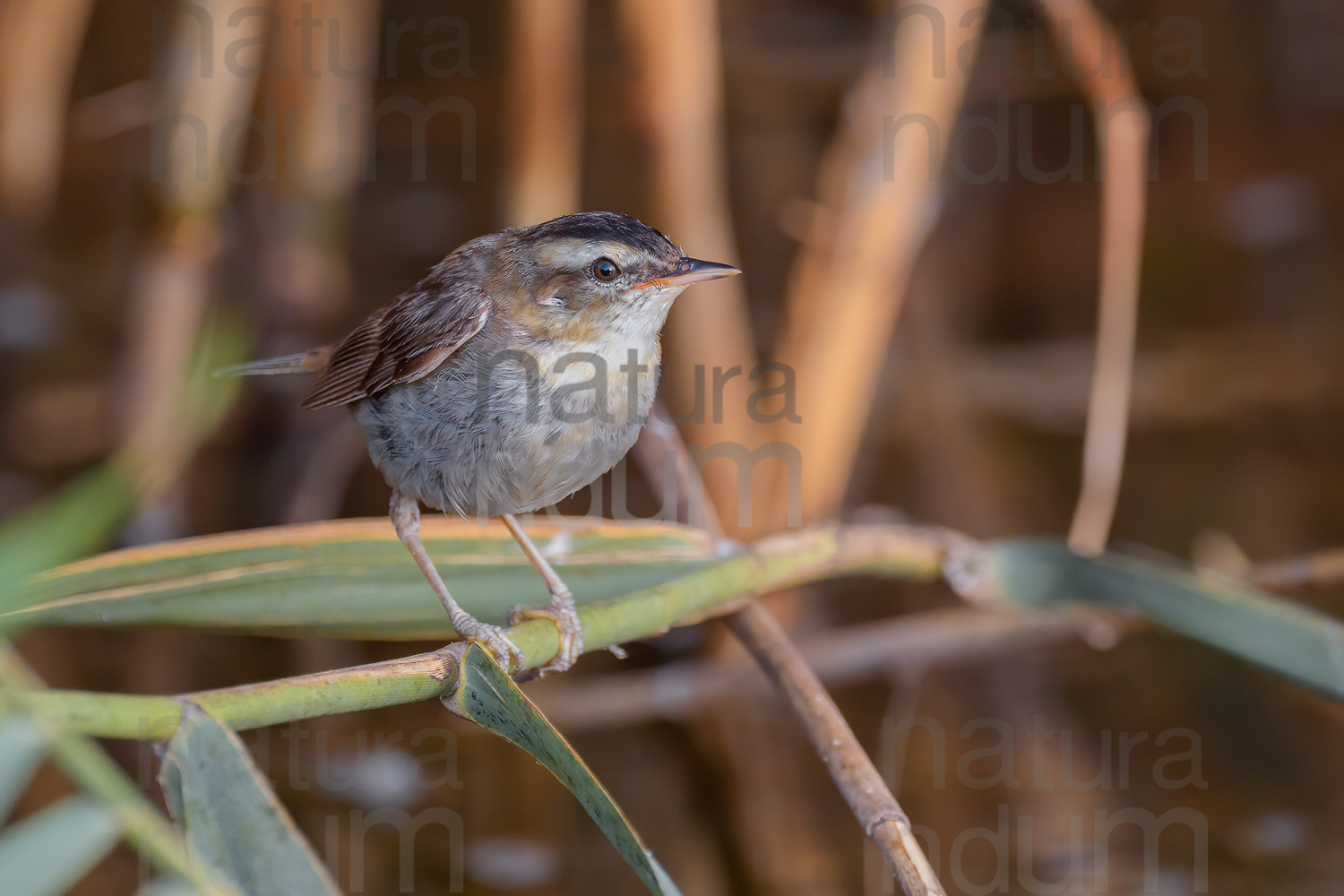 Photos of Sedge Warbler (Acrocephalus schoenobaenus)