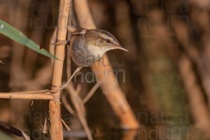 Foto di Forapaglie (Acrocephalus schoenobaenus)