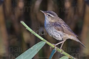 Foto di Forapaglie (Acrocephalus schoenobaenus)