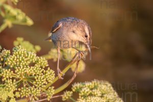 Foto di Forapaglie (Acrocephalus schoenobaenus)