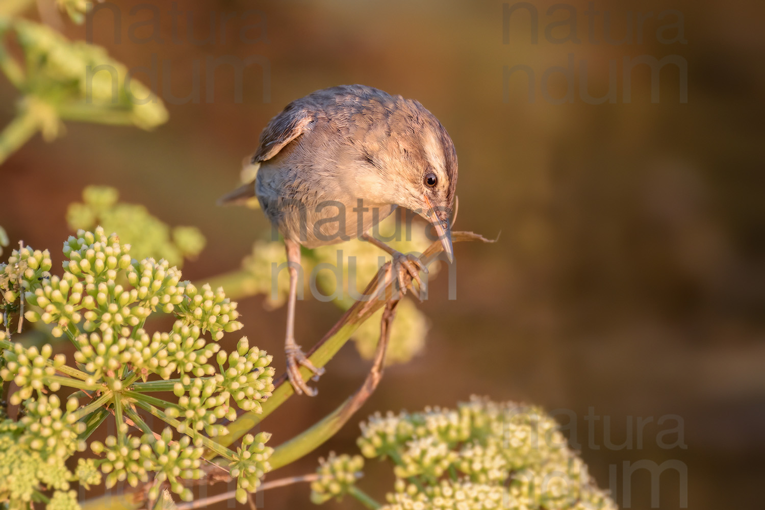 Photos of Sedge Warbler (Acrocephalus schoenobaenus)