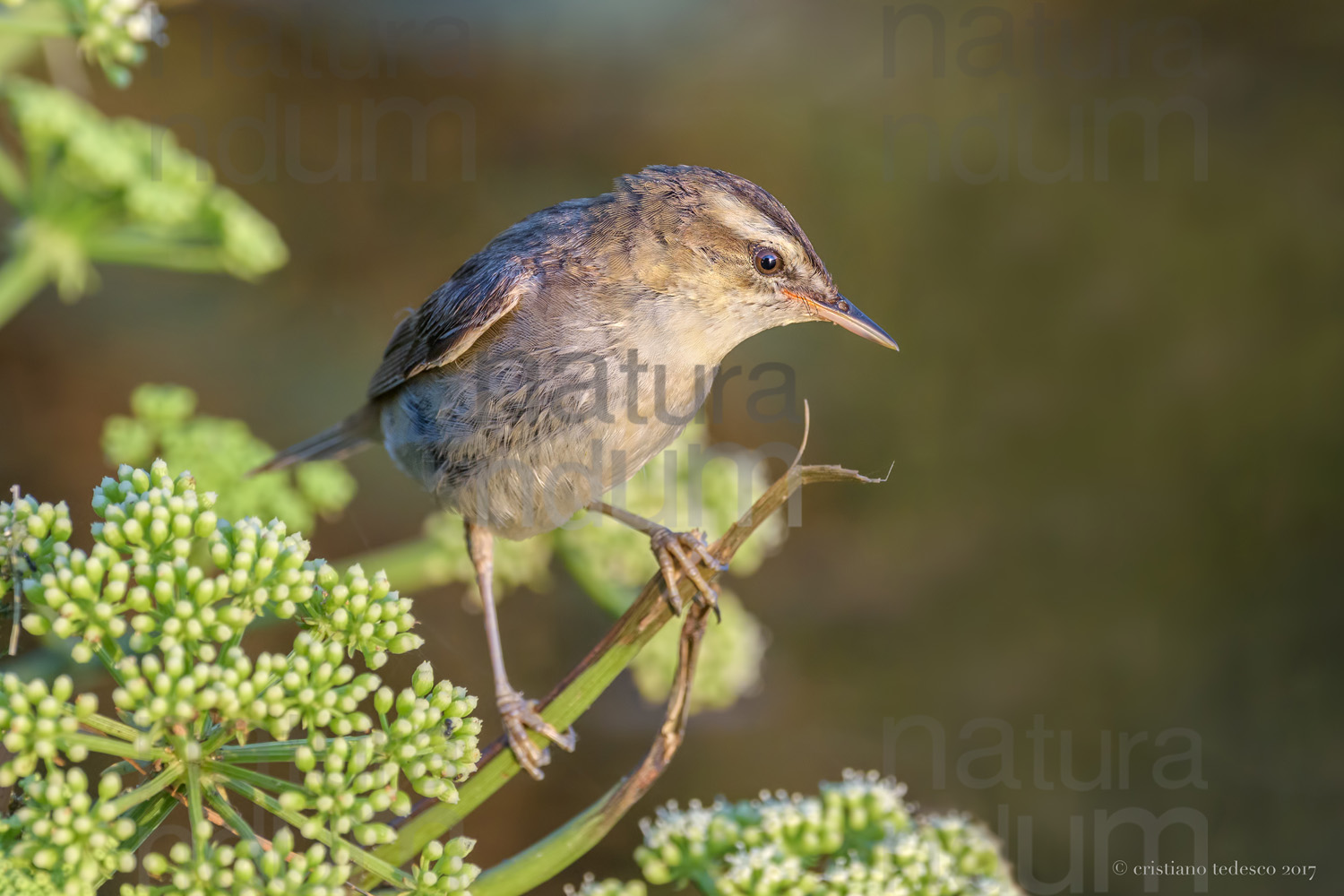 Foto di Forapaglie (Acrocephalus schoenobaenus)