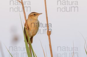 Foto di Forapaglie (Acrocephalus schoenobaenus)