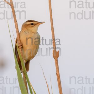 Foto di Forapaglie (Acrocephalus schoenobaenus)