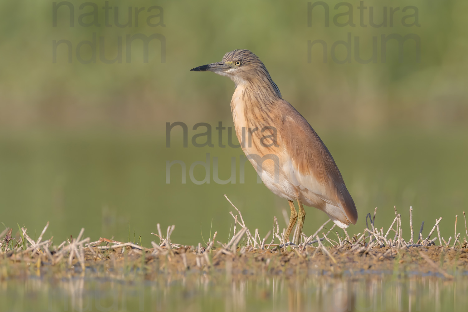 Foto di Sgarza ciuffetto (Ardeola ralloides)