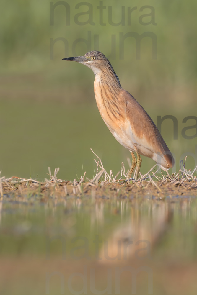 Foto di Sgarza ciuffetto (Ardeola ralloides)